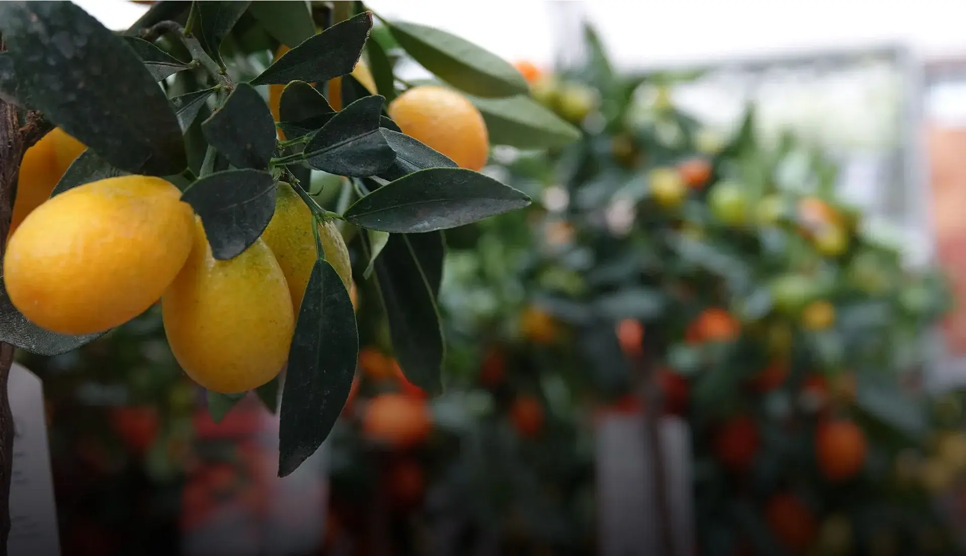 Sélection d'arbres fruitiers pour le jardin