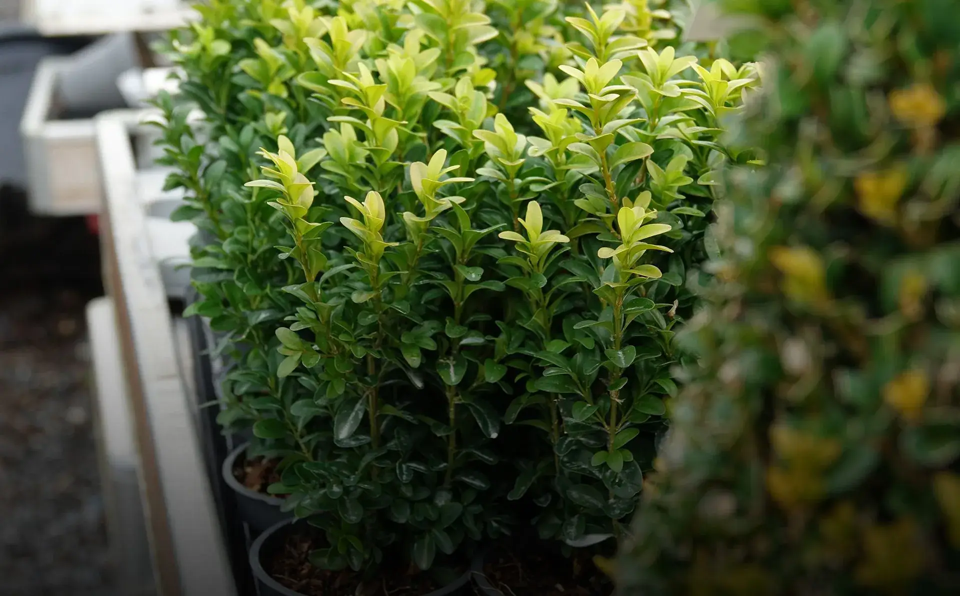 Plants de haies