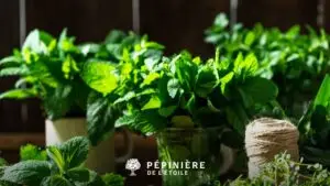 Plans de menthe