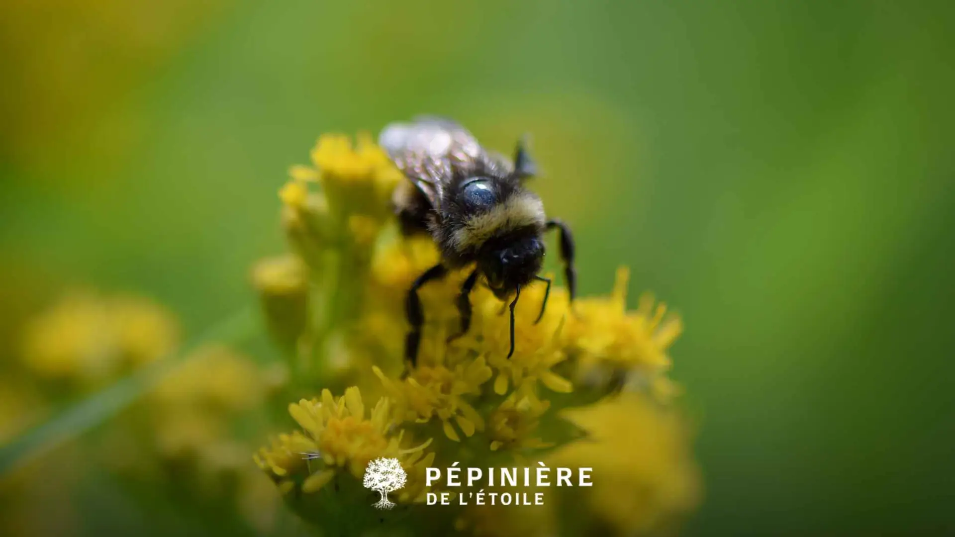 Attirer des insectes dans son jardin