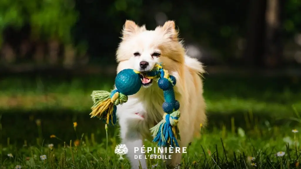 accueillir chien conseils