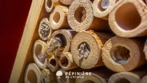 Abeille utilisant un hôtel à insectes