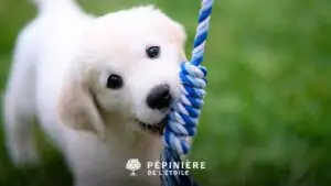 Chiot entrain de jouer