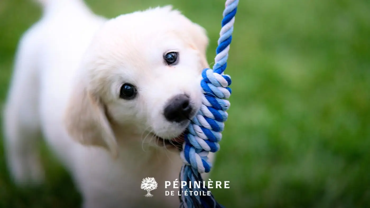 Chiot entrain de jouer