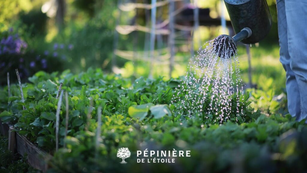 Les indispensables à faire au jardin en été 1 Femme entrain d'arroser son potager