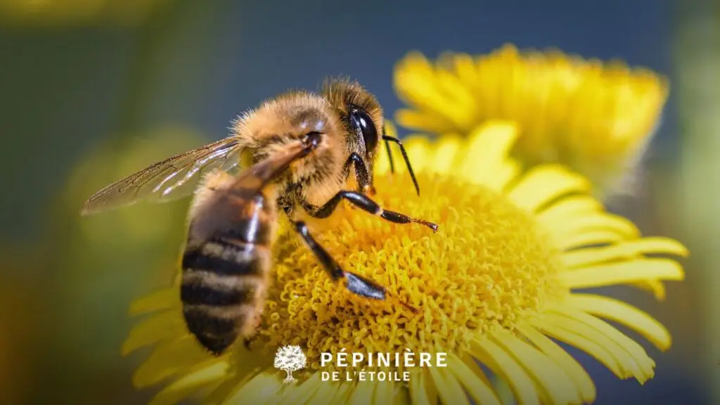 benefices hotel insectes