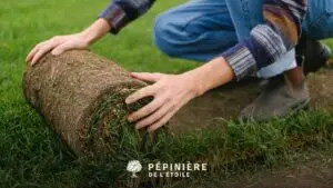 Pose de rouleaux d'herbe