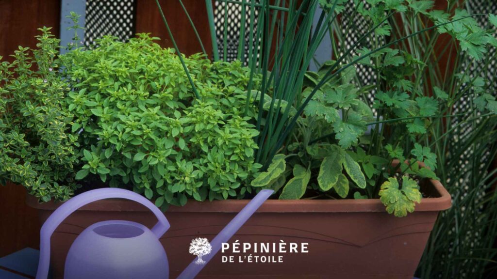 Aménager un jardin aromatique sur un blacon