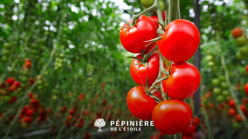 Faire pousser des tomates sous une serre