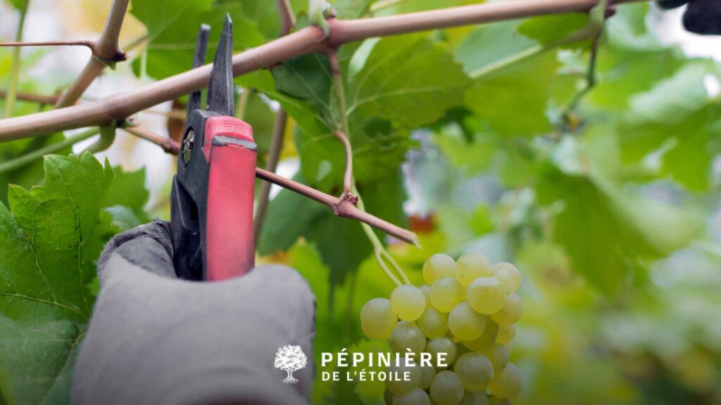 Précautions à prendre lors de la taille
