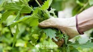 Techniques efficaces pour prévenir et éliminer les mauvaises herbes
