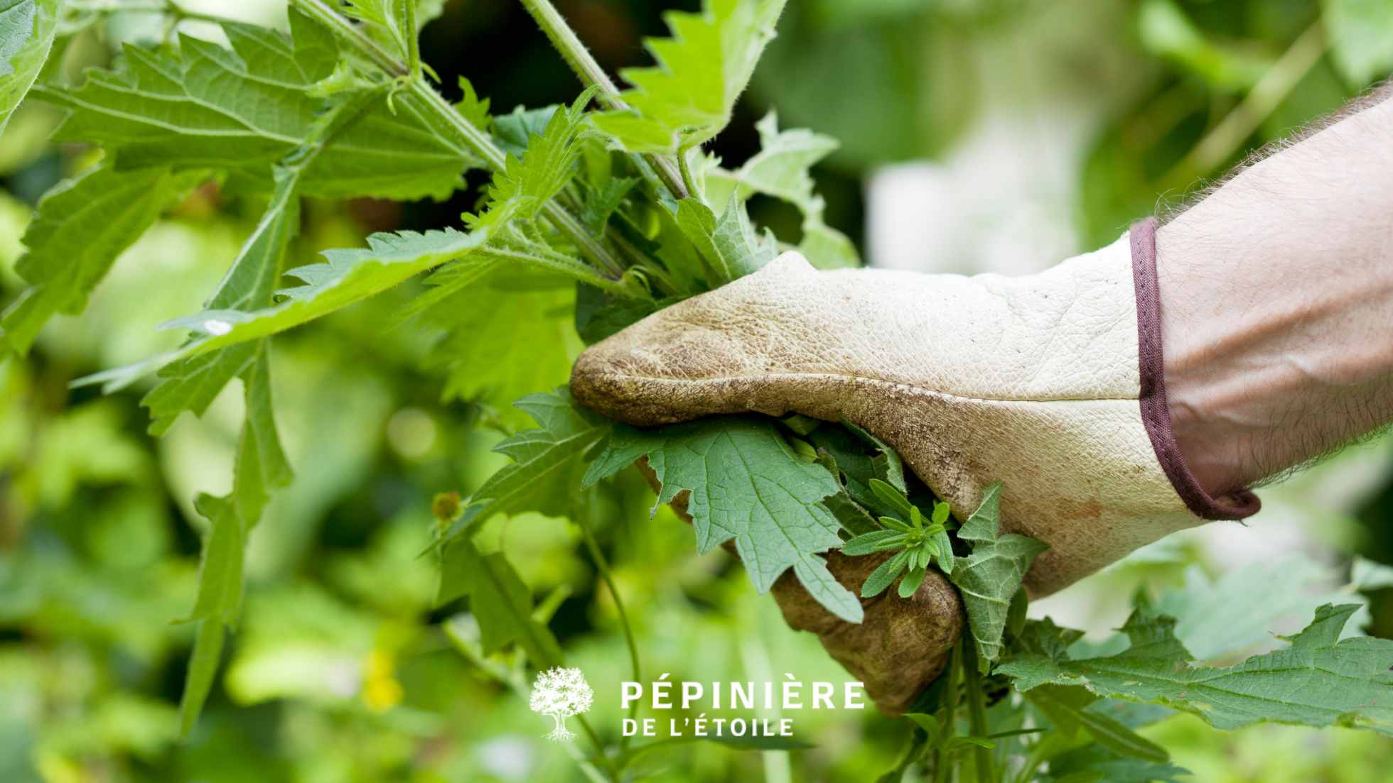 Techniques efficaces pour prévenir et éliminer les mauvaises herbes