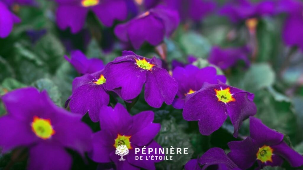 Pensées mauves