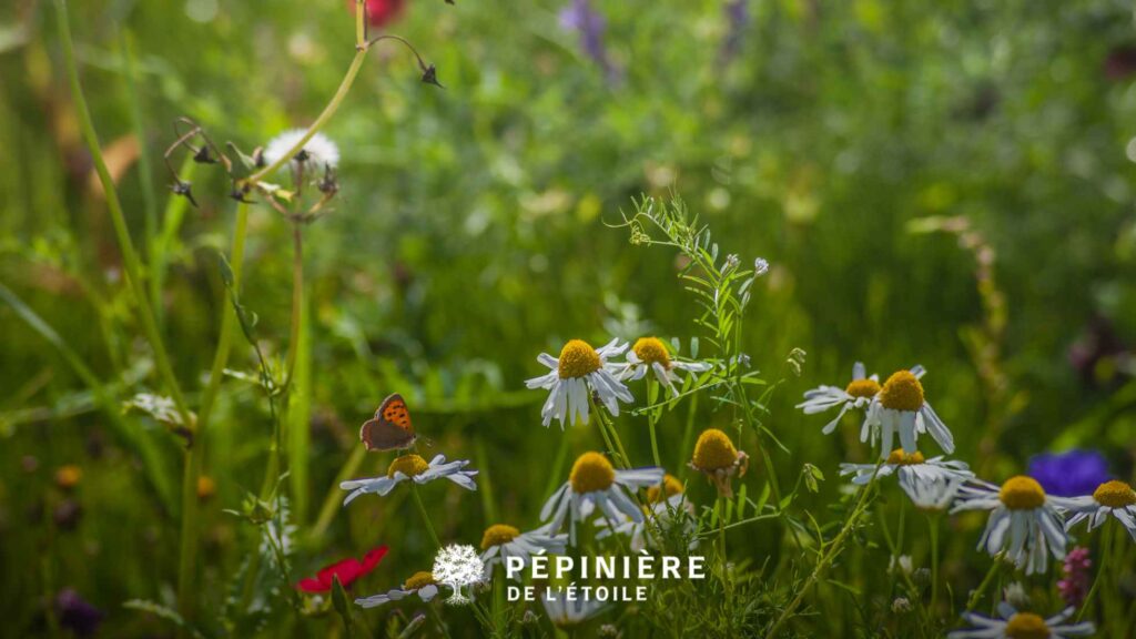 Avoir de la biodiversité dans son jardin