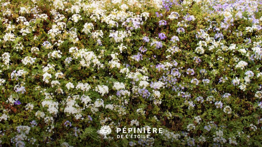 Haie fleurie