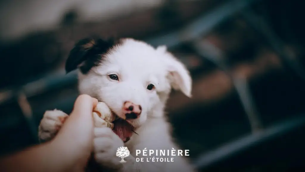 jouets chien belgique