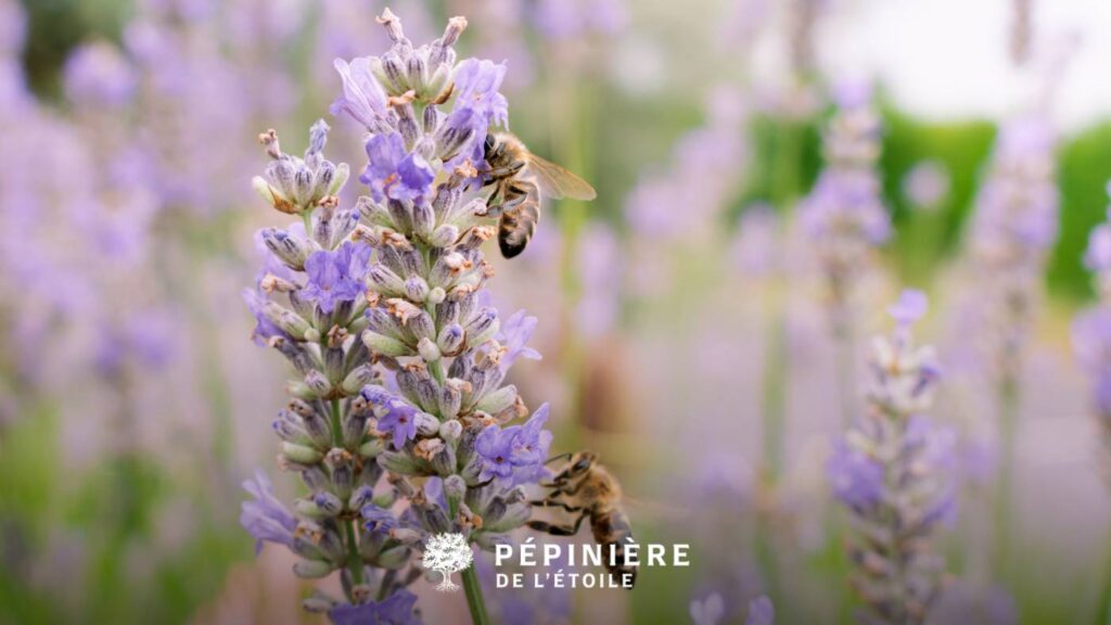 Plantes vivaces vs plantes annuelles : quelles différences ? 1 Abeilles butinant de la lavande