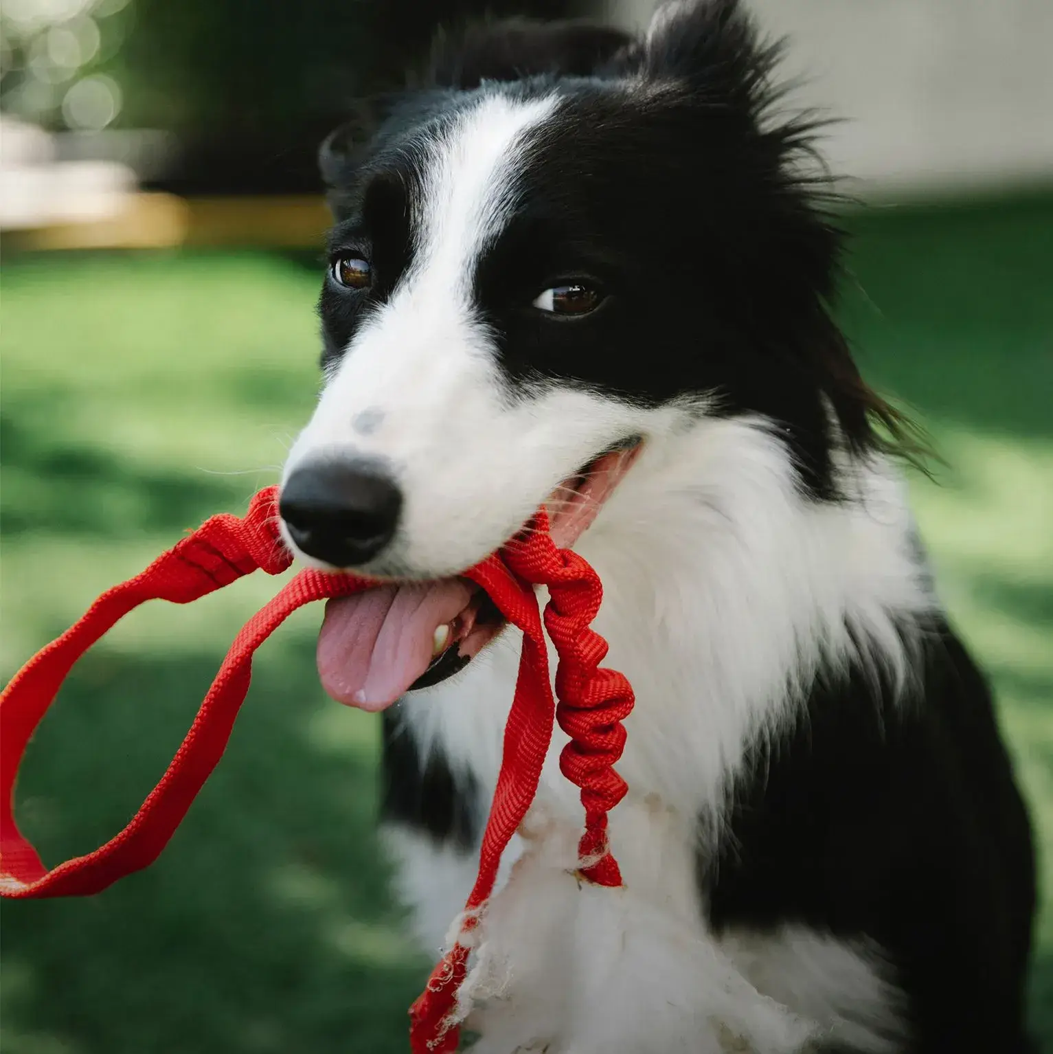 Laisse pour chien