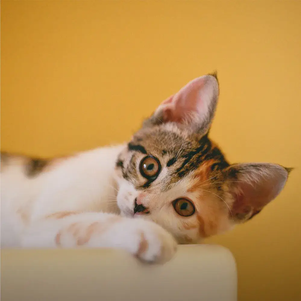 Animalerie spécialisée en chat à Soignies