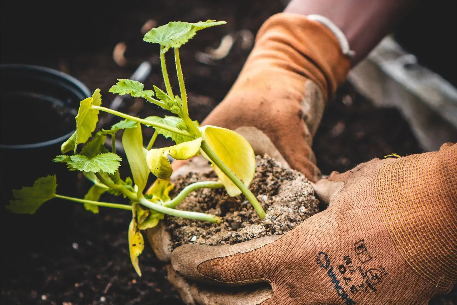 Treillis pour plantes grimpantes
