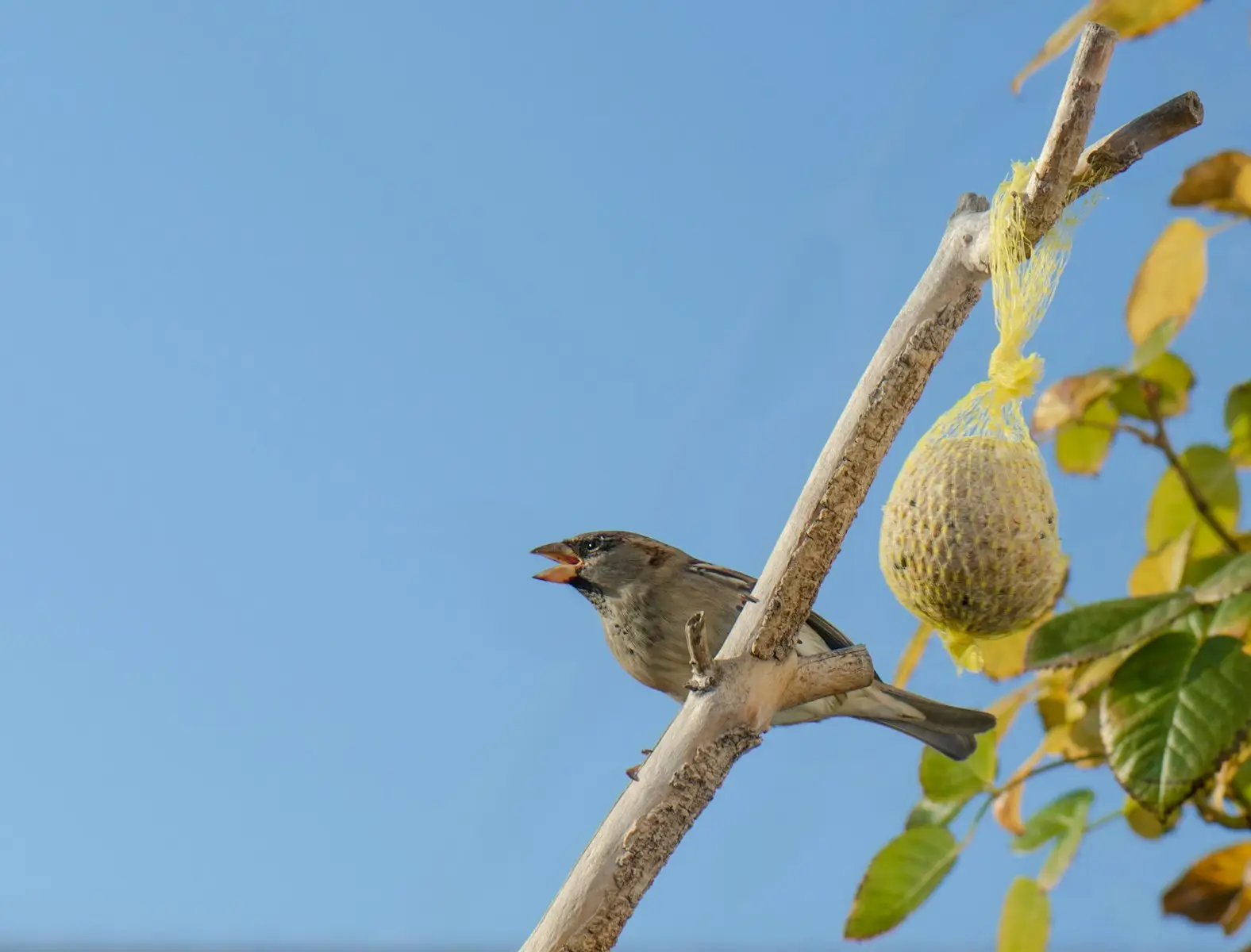 Nourriture pour oiseaux