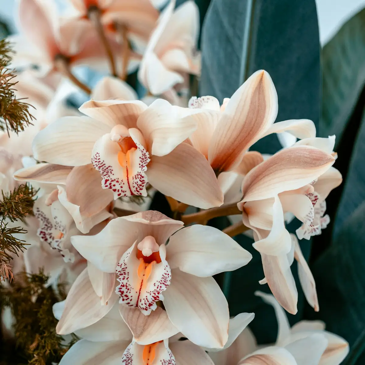 Orchidées blanches