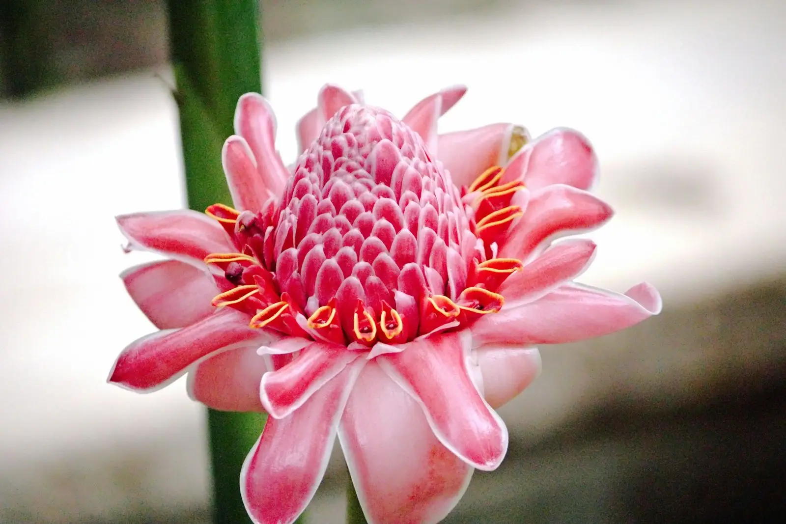Plante tropicale d'intérieur