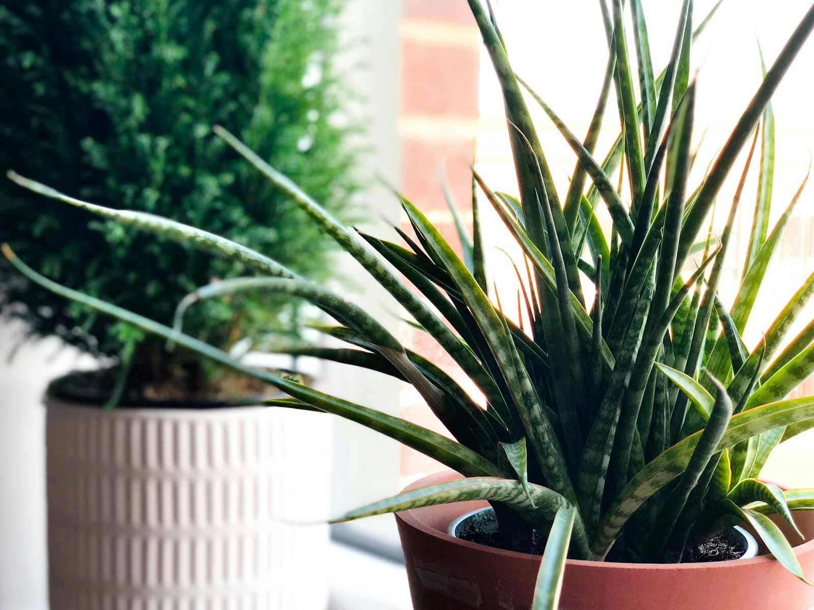Plante succulente d'intérieur