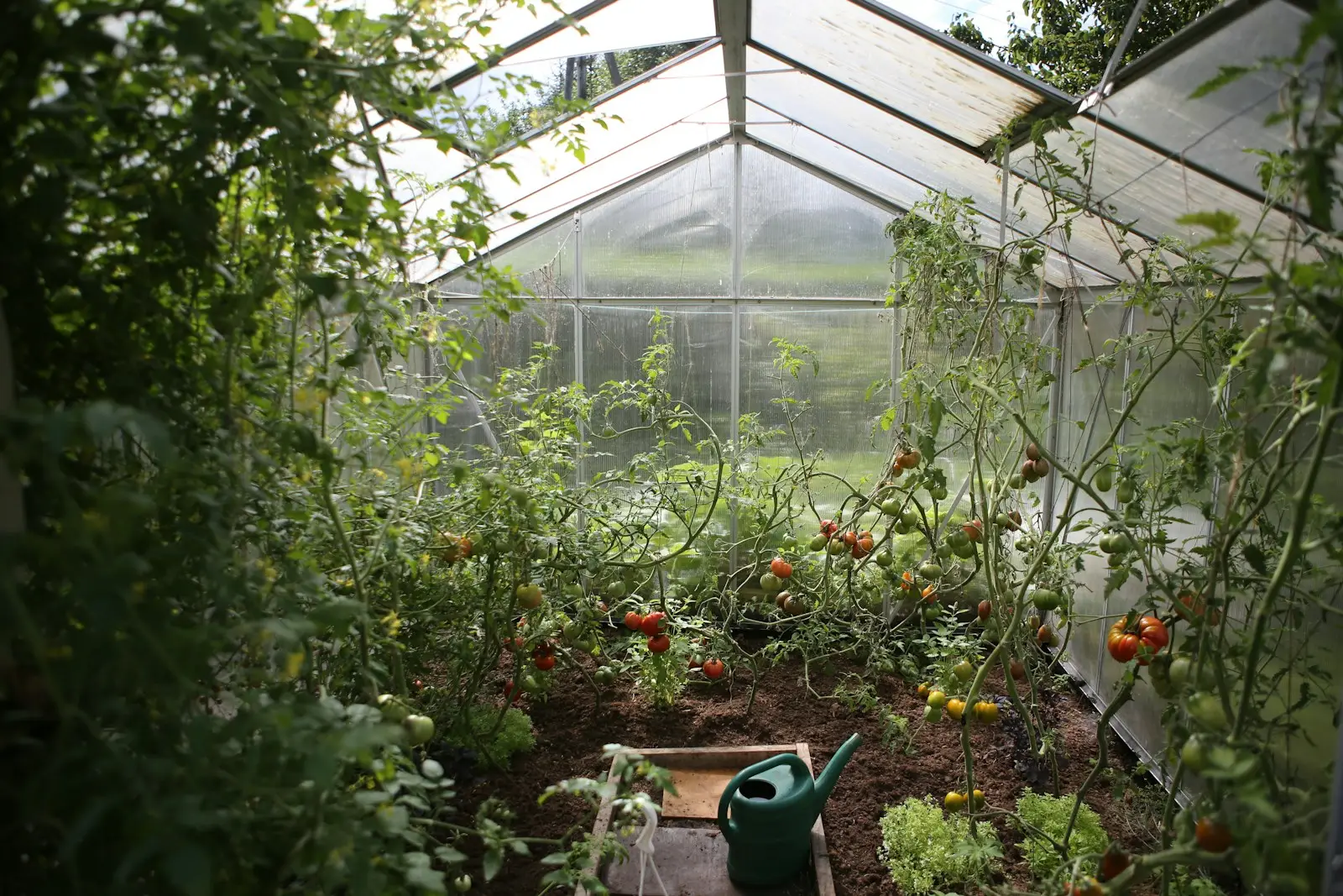 Serre de jardin ACD