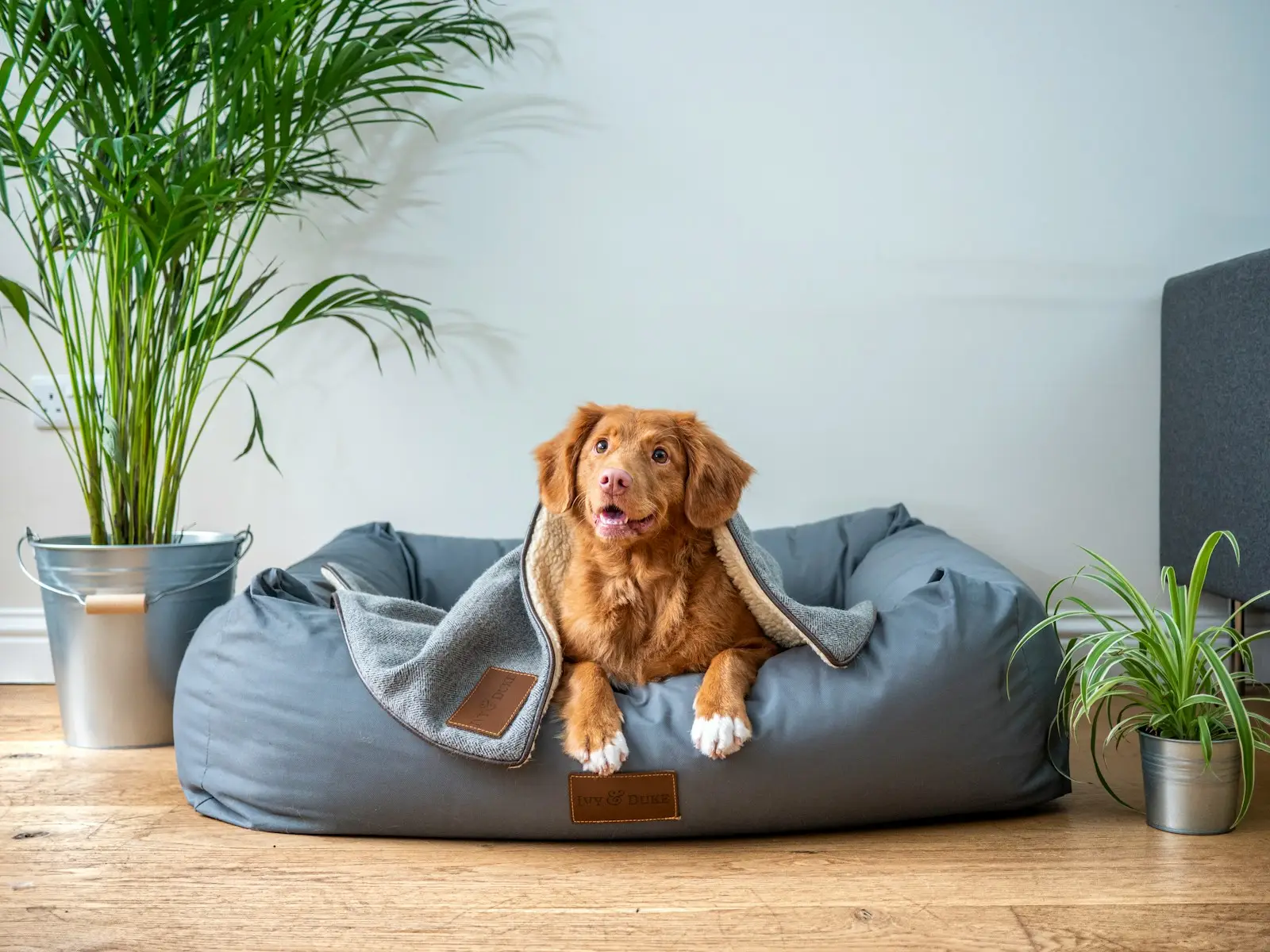 Grand panier pour chien