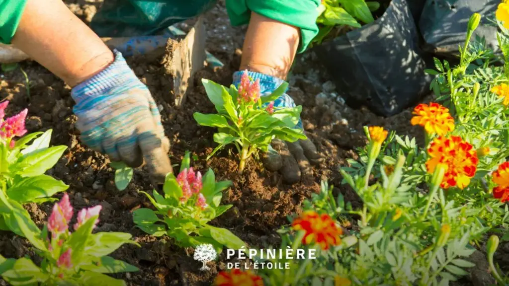 Plantations pour petit jardin