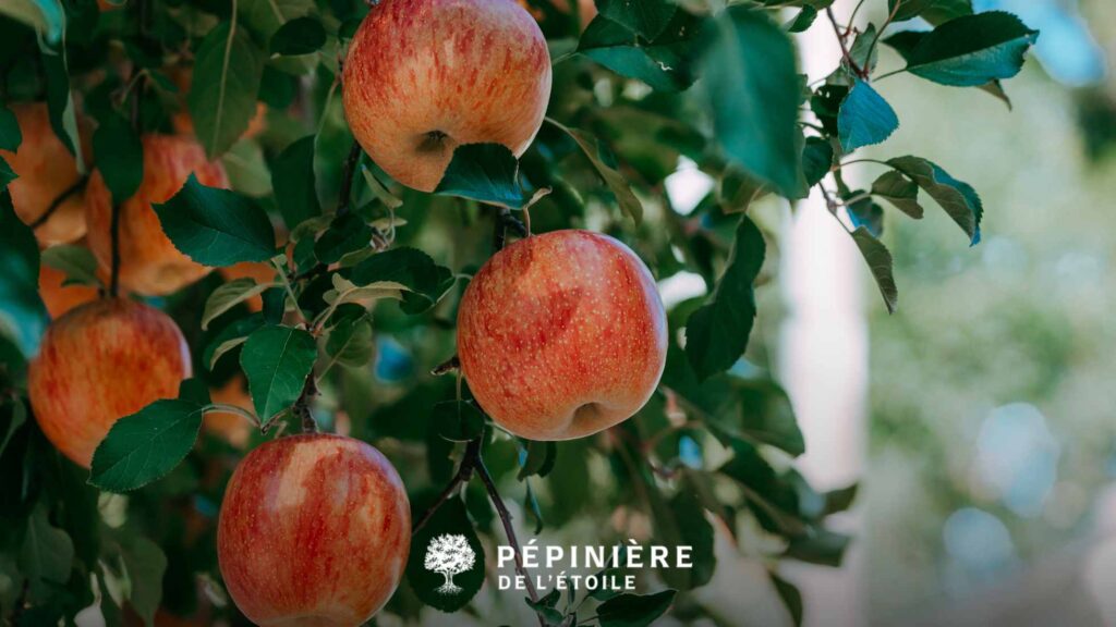 Récolte de pommes