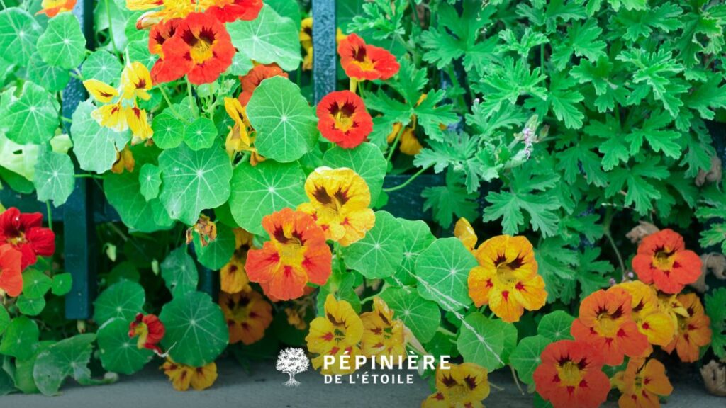 Capucine, plante annuelle