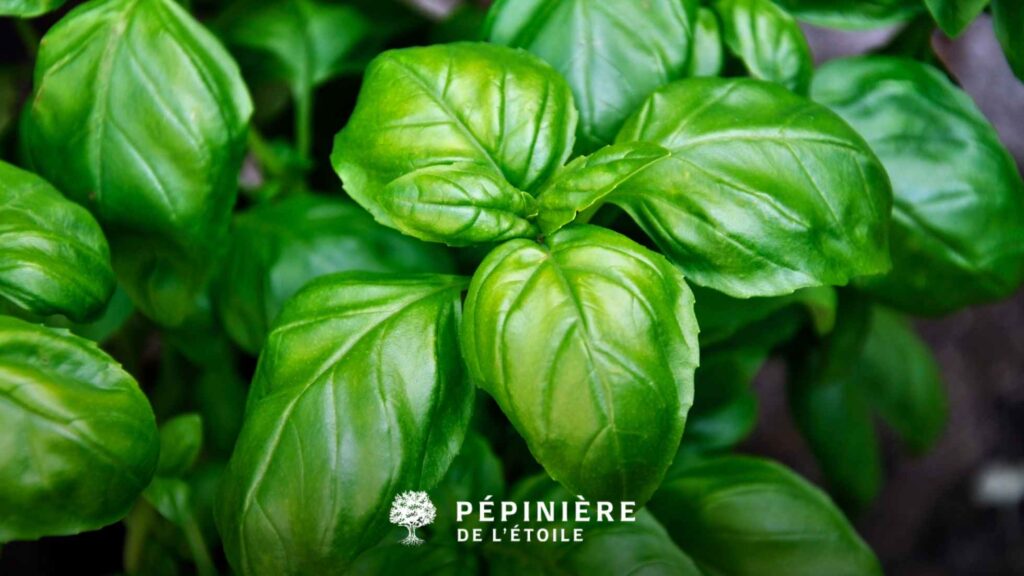 Le basilic : idéal pour les sauces au pesto