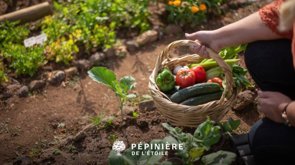 Récolte du potager en été
