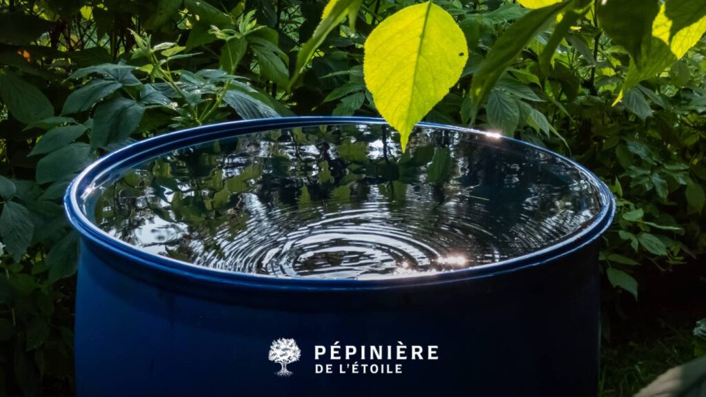 Récupérateur d'eau de pluie