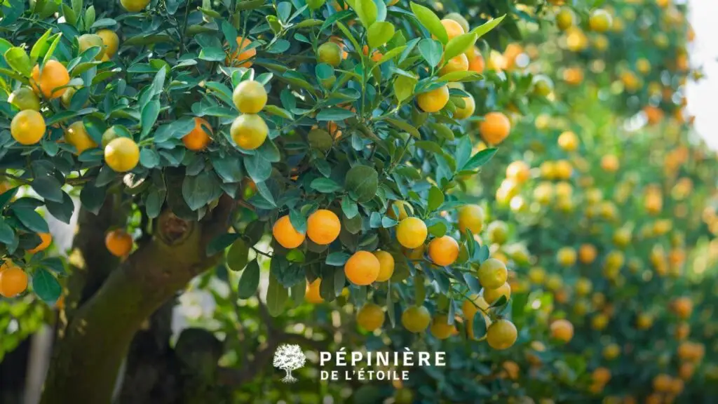 rendement arbres fruitiers