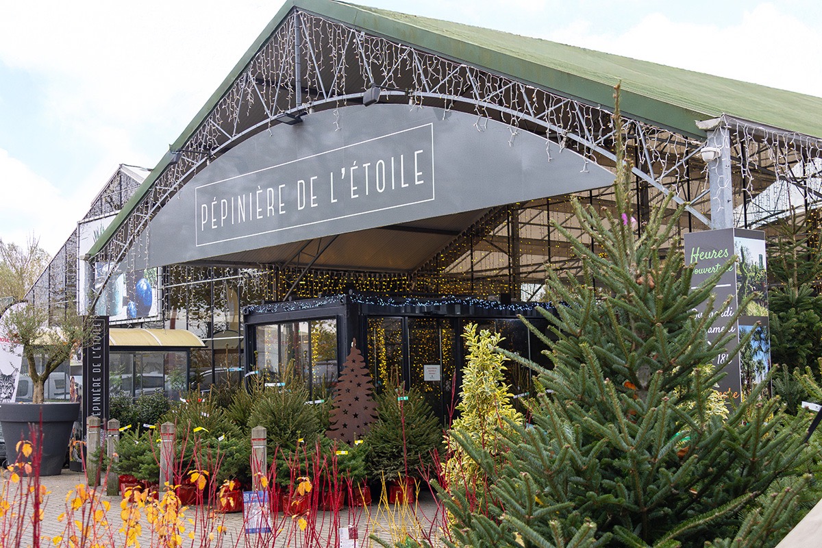 Sapins à la pépinière de l'Etoile