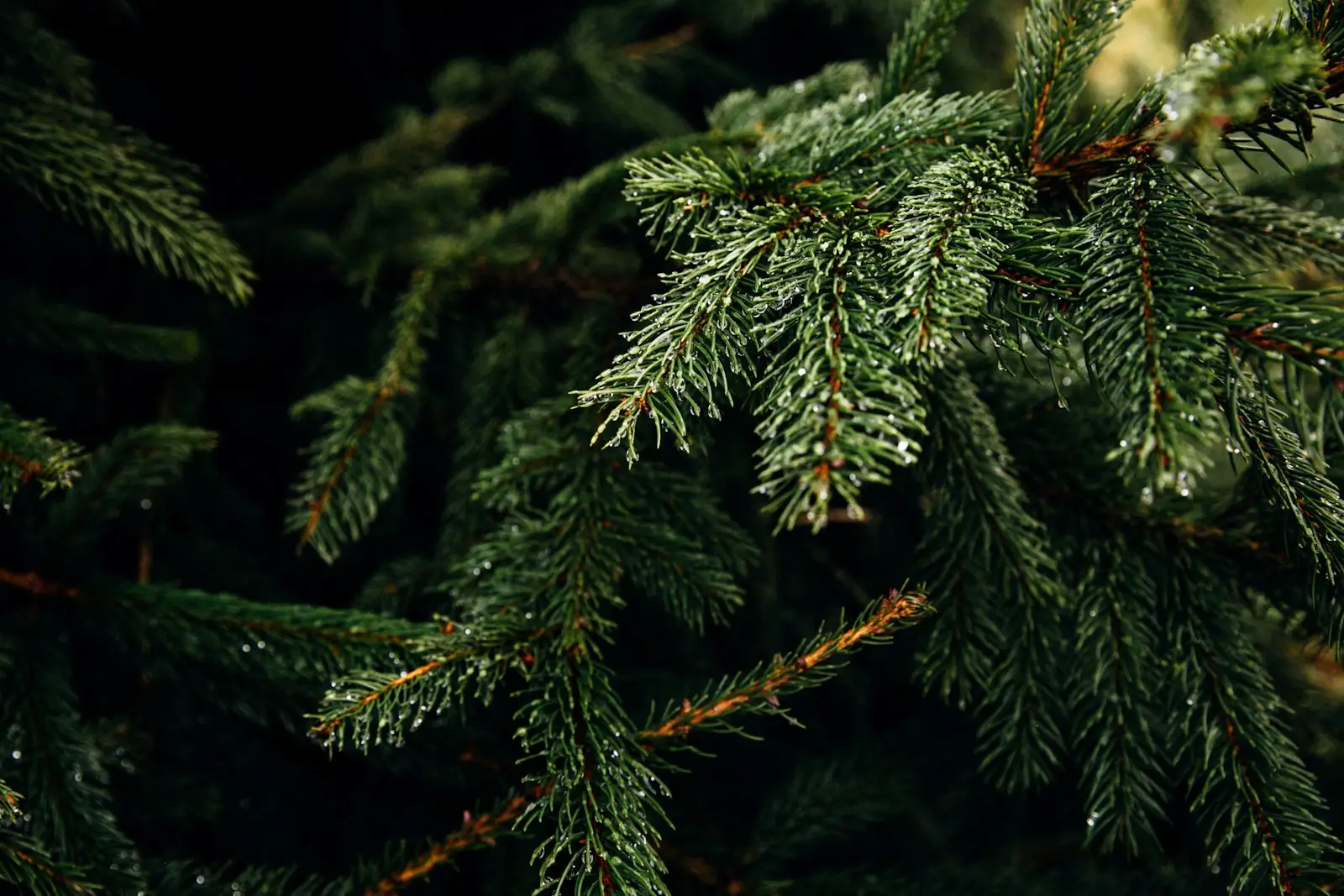 sapin qui ne perd pas ses aiguilles