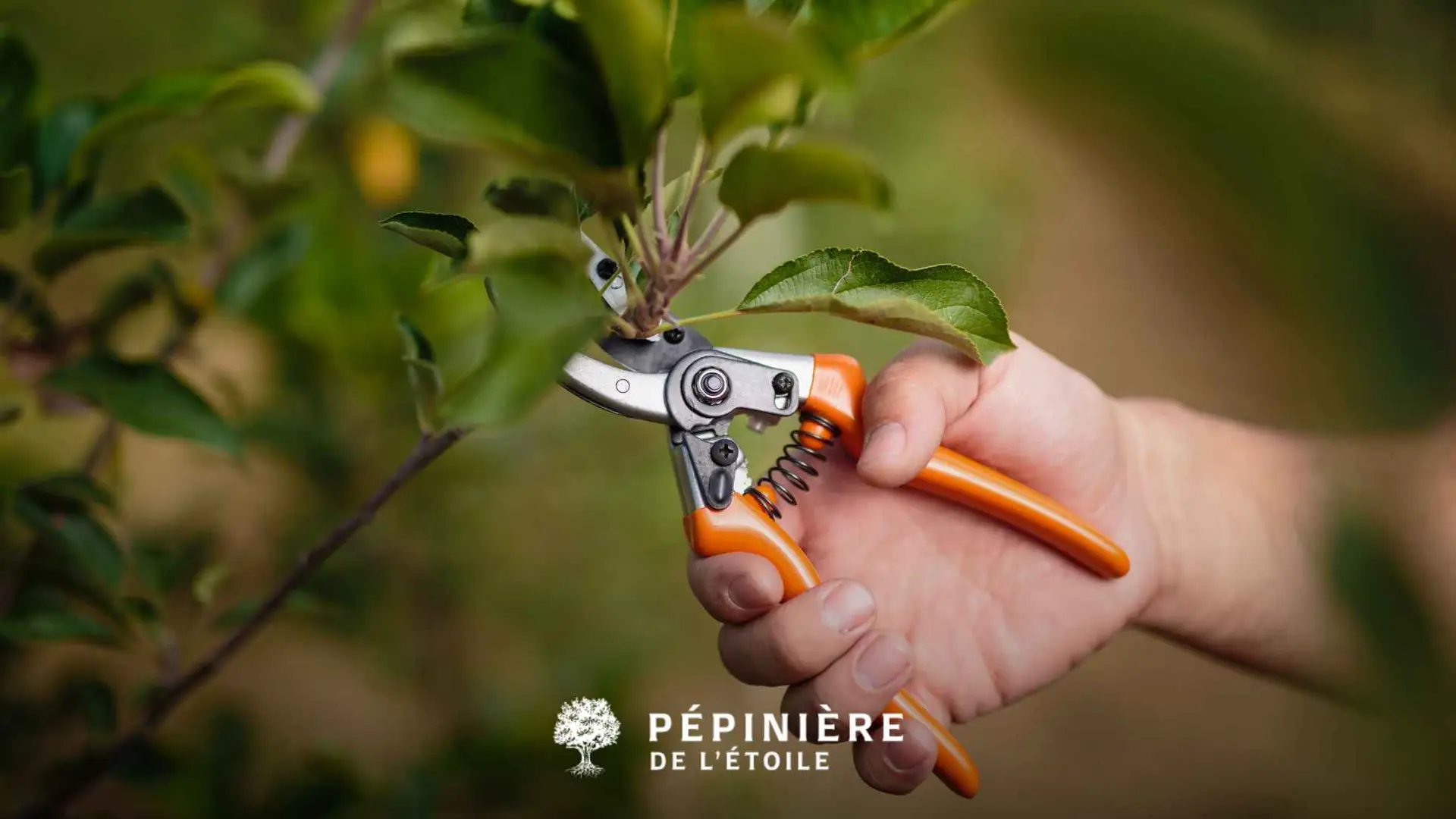 Pourquoi tailler vos arbres et arbustes ?
