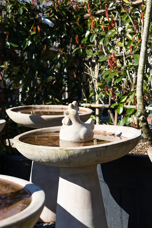 Bain pour oiseaux