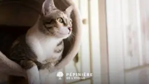 Chat dans son arbre à chat