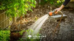 Arrosage des plantes du jardin