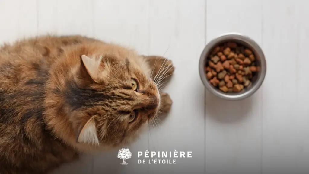 Chat devant son bol de croquettes
