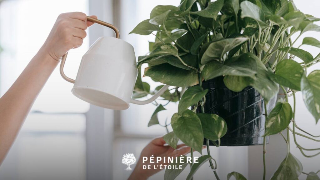 fréquence d’arrosage des plantes en pot