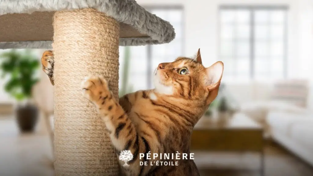 10 conseils pour adopter un chat en toute sérénité 7 Grattoir pour chat