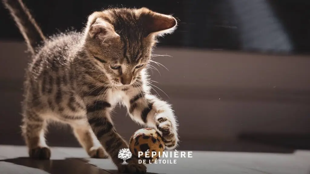 Chaton entrain de s'amuser avec son jouet