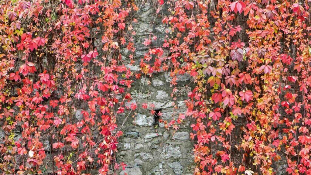 Plantes grimpantes : caractéristiques et entretien en Belgique 4 Planter et guider vos grimpantes