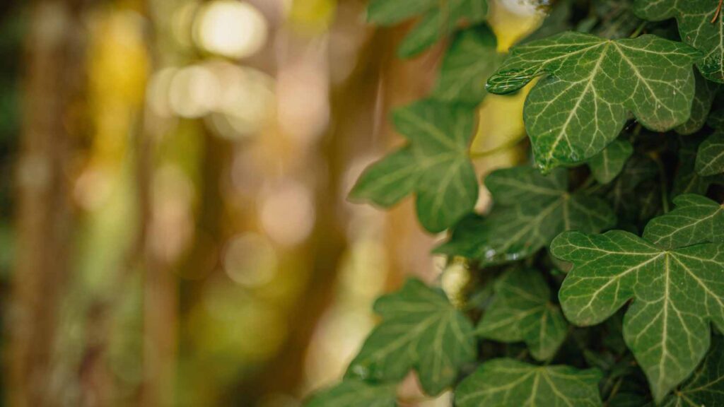 Plantes grimpantes : caractéristiques et entretien en Belgique 6 Grimpantes et écosystème belge
