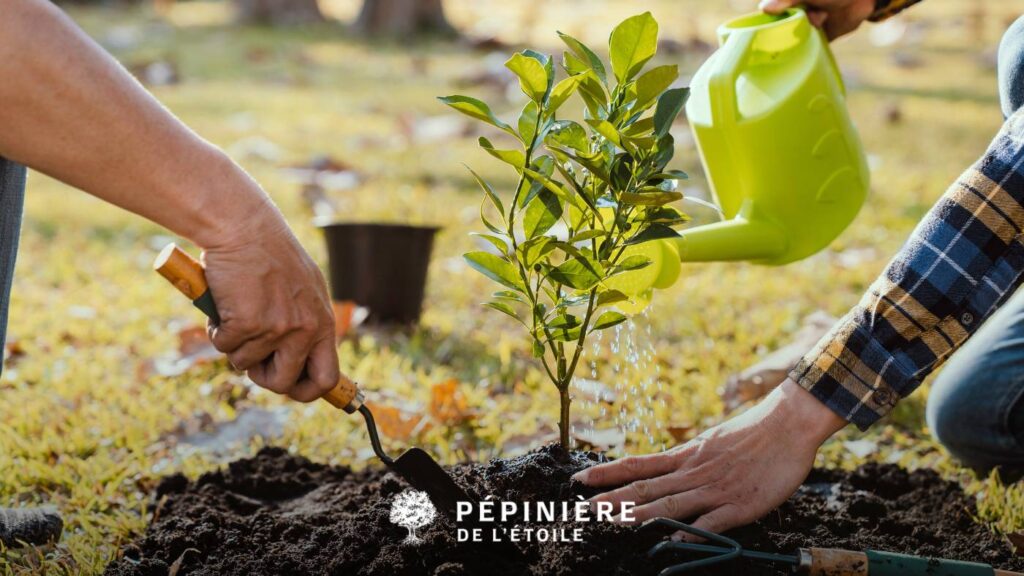 plantation des arbres en automne